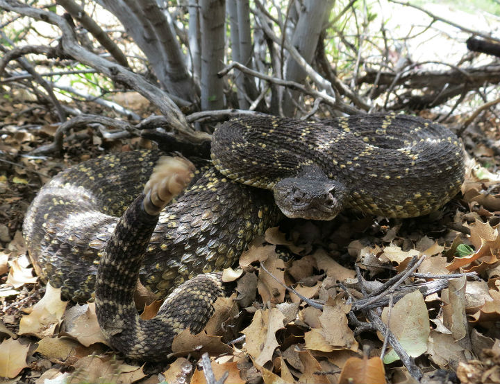 Arizona Black Rattlesnake